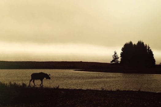 Photo of a Moose near Cabot Shores. Click Here for the Very Best of Cape Breton!