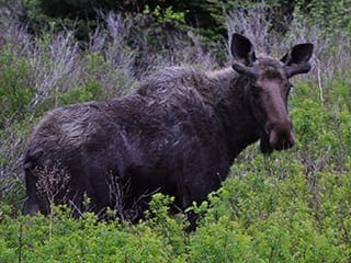 Moose at Cabot Shores, NS
