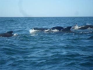 Whales off Cabot Shores, Cape Breton