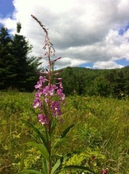 Fireweed with Cape Breton Highlands in view